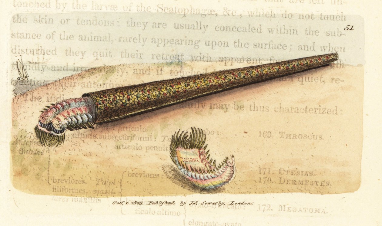 Sandrørsbyggende annelidvifteorm, Pectinaria belgica (Nereis pectinata). Håndfarvet kobberstik af James Sowerby fra The British Miscellany, eller farvede figurer af nye, sjældne eller lidet kendte dyreemner. af James Sowerby