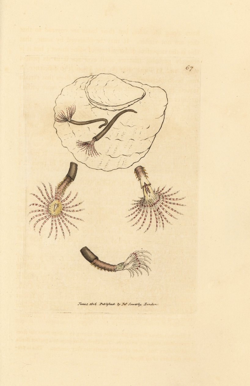Sandorm med karmosinrøde følehorn, Amphitrite rosea. Håndfarvet kobberstik af James Sowerby fra The British Miscellany, eller farvede figurer af nye, sjældne eller lidet kendte dyreemner. af James Sowerby