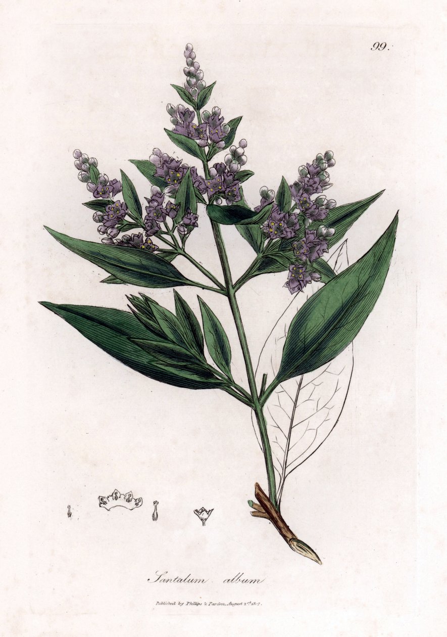 Sandeltræ - indisk sandeltræ, Santalum album. Sårbar. Håndfarvet kobberstik fra en botanisk illustration af James Sowerby fra William Woodville og Sir William Jackson Hookers "" Medical Botany,"" John Bohn, London af James Sowerby