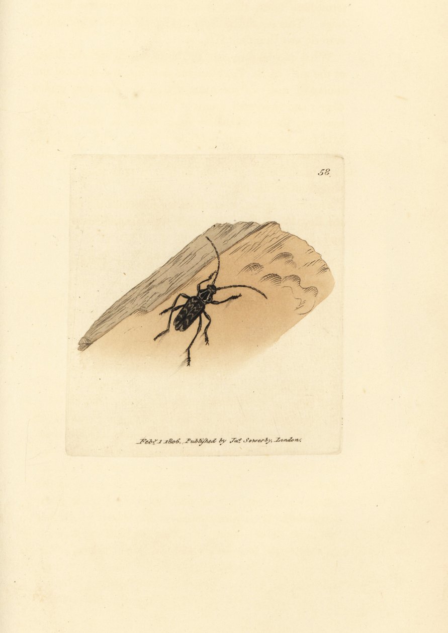 Sarosesthes fulminans bille (Cerambyx fulminans). Håndfarvet kobberstik af James Sowerby fra The British Miscellany, eller farvede figurer af nye, sjældne eller lidet kendte dyreemner. af James Sowerby