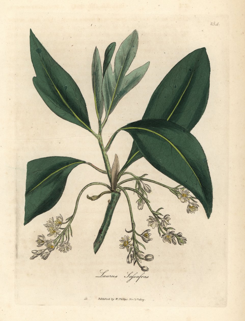 Sassafras træ, Laurus sassafras af James Sowerby