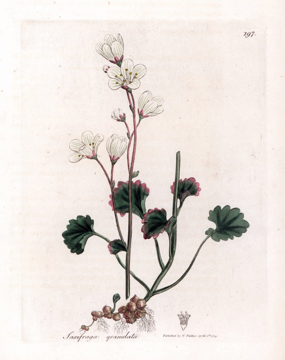 Saxifrage granulat eller løg - Hvid saxifrage, Saxifraga granulata. Håndfarvet kobberstik fra en botanisk illustration af James Sowerby fra William Woodville og Sir William Jackson Hookers "" Medical Botany,"" John Bohn, London af James Sowerby