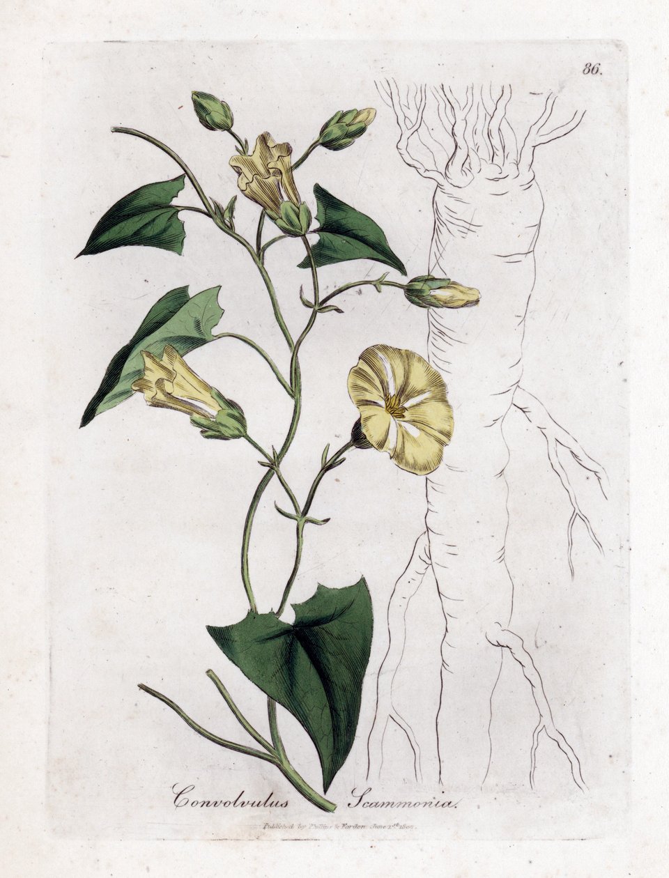 Scamonee - Scammony bindweed, Convolvulus scammonia. Håndfarvet kobberstik fra en botanisk illustration af James Sowerby fra William Woodville og Sir William Jackson Hookers "" Medical Botany,"" John Bohn, London af James Sowerby