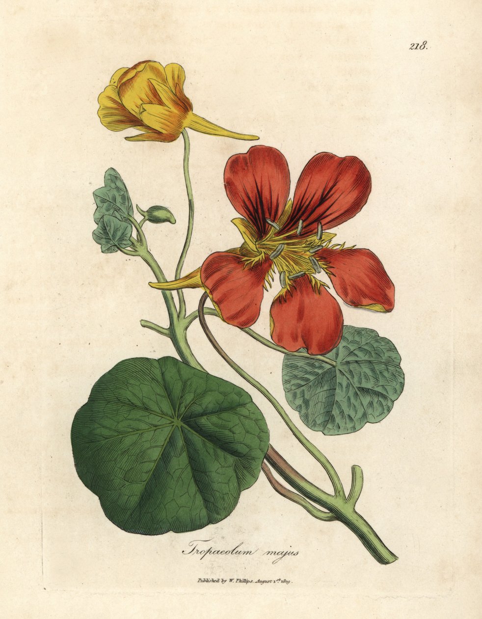 Skarlagen og gulblomstret større indisk karse, Tropaeolum majus af James Sowerby