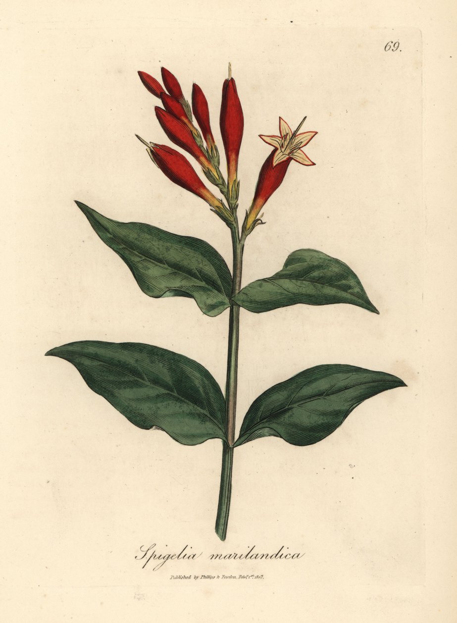 Scarlet blomstret indisk pink, Spigelia marilandica af James Sowerby