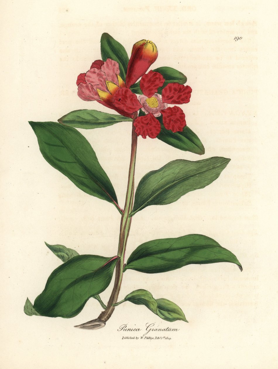 Skarlagenblomstret granatæbletræ, Punica granatum af James Sowerby