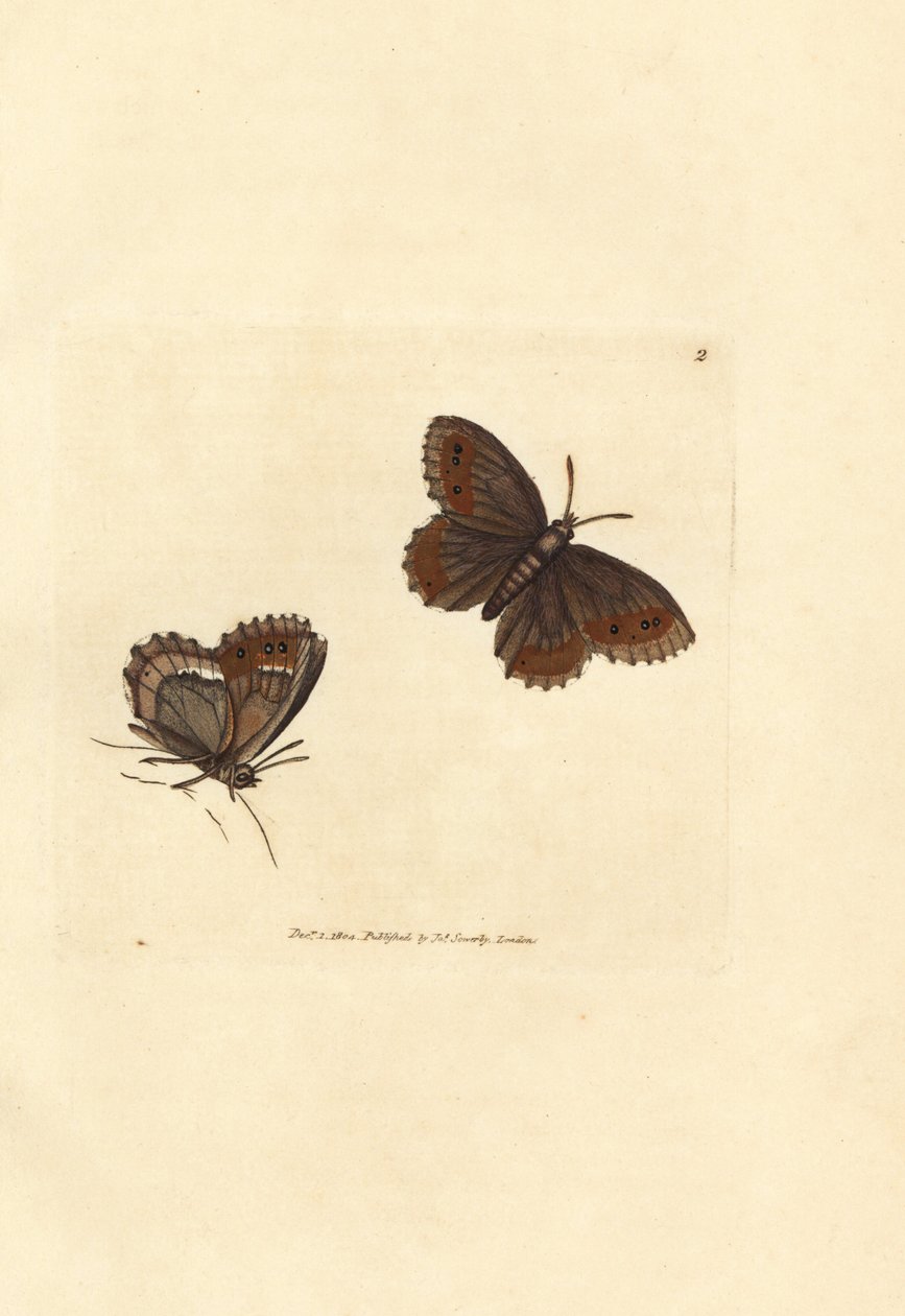 Skotsk Argus sommerfugl, Erebia aethiops (Papilio blandina). Håndfarvet kobberstik af James Sowerby fra The British Miscellany, eller farvede figurer af nye, sjældne eller lidet kendte dyreemner. af James Sowerby