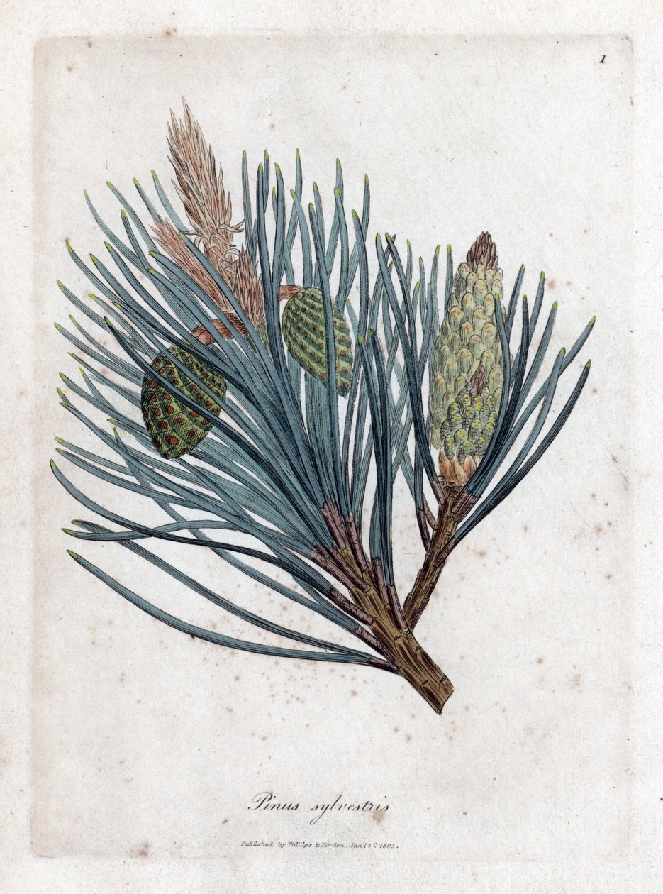 Skovfyr - Skogran eller skovfyr, Pinus sylvestris. Håndfarvet kobberstik fra en botanisk illustration af James Sowerby fra William Woodville og Sir William Jackson Hookers "" Medical Botany,"" John Bohn, London af James Sowerby