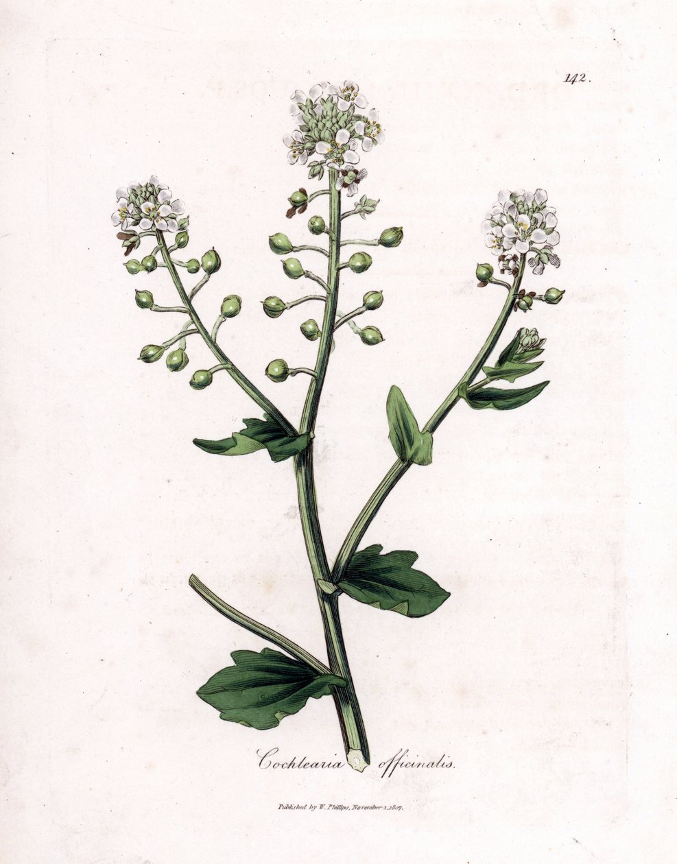 Skørbug, Cochlearia officinalis. Håndfarvet kobberstik fra en botanisk illustration af James Sowerby fra William Woodville og Sir William Jackson Hookers "" Medical Botany,"" John Bohn, London af James Sowerby