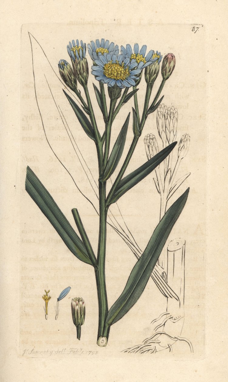 Havaster, Tripolium pannonicum subsp. tripolium (Sea starwort, Aster tripolium) (Aster maritime) Håndfarvet kobberstik efter en illustration af James Sowerby fra James Smith