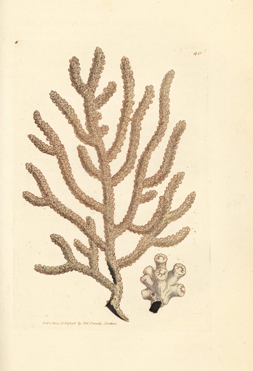 Havvifte, Gorgonia-art (Slank gorgonia, Gorgonia viminalis?). Håndfarvet kobberstik af James Sowerby fra The British Miscellany, eller farvede figurer af nye, sjældne eller lidet kendte dyreemner. af James Sowerby