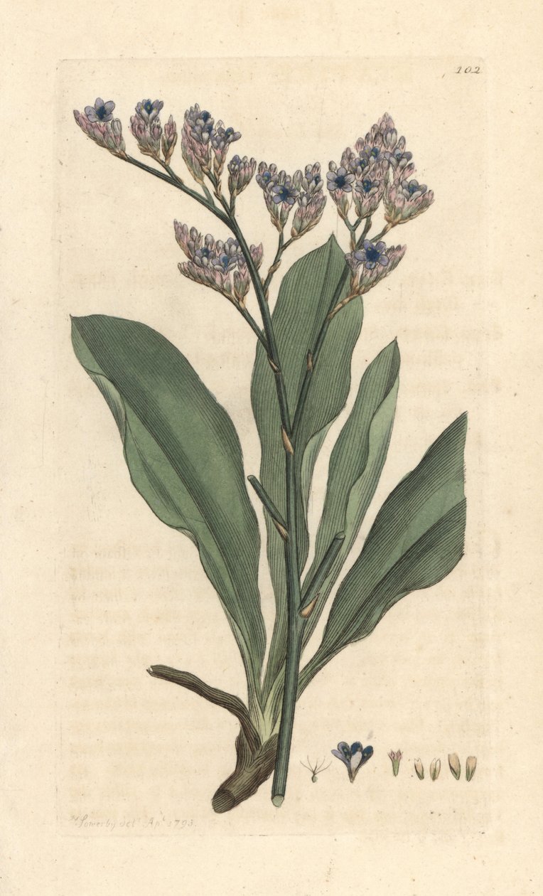 Havlavendel, Limonium vulgare (Statice limonium) (havlavendel) Håndfarvet kobberstik efter en illustration af James Sowerby fra James Smith