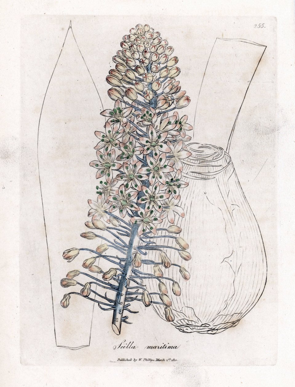 Havløg eller fjerkræ, Drimia maritima. Håndfarvet kobberstik fra en botanisk illustration af James Sowerby fra William Woodville og Sir William Jackson Hookers "" Medical Botany,"" John Bohn, London af James Sowerby