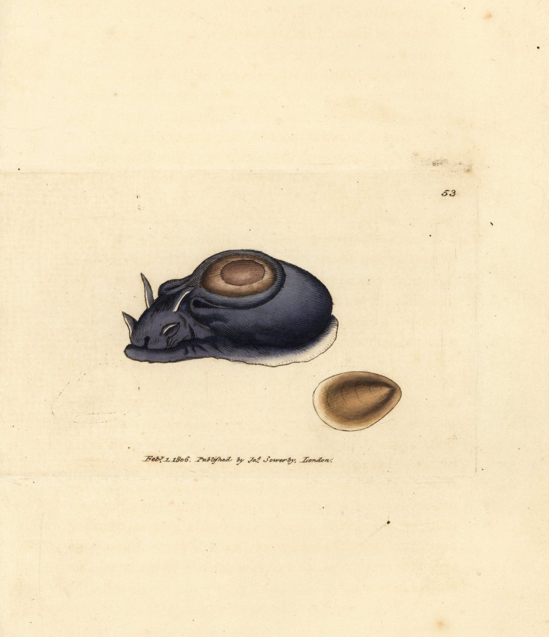 Søsnegl eller havhare, Aplysia punctata (Aplysia hybrida). Håndfarvet kobberstik af James Sowerby fra The British Miscellany, eller farvede figurer af nye, sjældne eller lidet kendte dyreemner. af James Sowerby