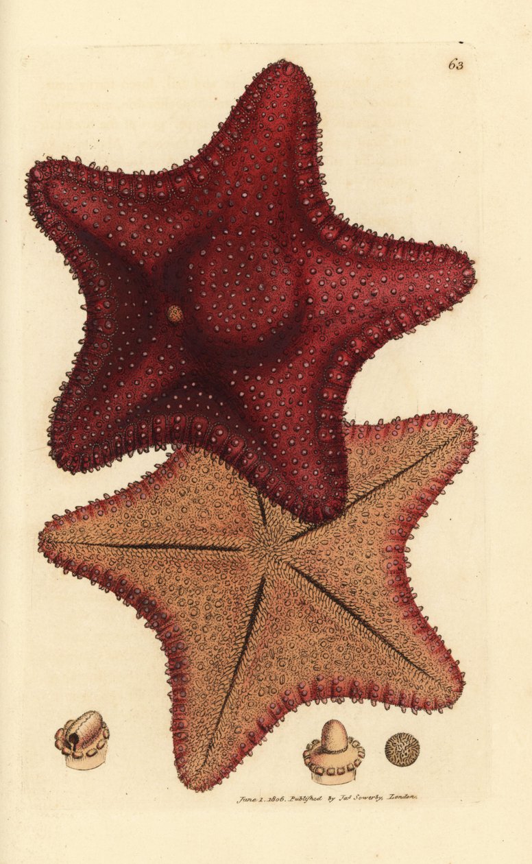 Havstjerne eller søstjerne, Hippasteria phrygiana (Asterias equestris?). Håndfarvet kobberstik af James Sowerby fra The British Miscellany, eller farvede figurer af nye, sjældne eller lidet kendte dyreemner. af James Sowerby