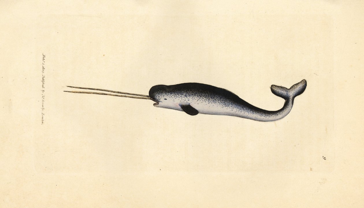 Havet enhjørning eller narhval, Monodon monoceros. Sjældent eksemplar med dobbelt stødtænder. Håndfarvet kobberstik af James Sowerby fra The British Miscellany, eller farvede figurer af nye, sjældne eller lidet kendte dyreemner. af James Sowerby