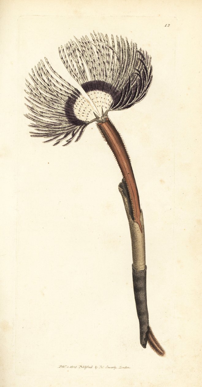 Havorm, Amphitrite ventilabrum. Håndfarvet kobberstik af James Sowerby fra The British Miscellany, eller farvede figurer af nye, sjældne eller lidet kendte dyreemner. af James Sowerby