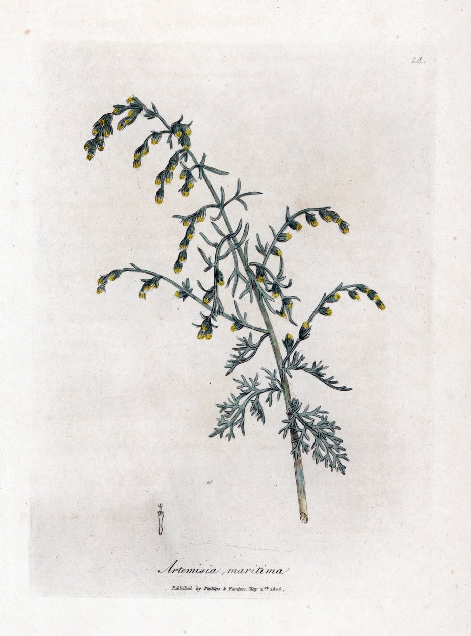 Havmalurt, Artemisia maritima. Håndfarvet kobberstik fra en botanisk illustration af James Sowerby fra William Woodville og Sir William Jackson Hookers "" Medical Botany,"" John Bohn, London af James Sowerby