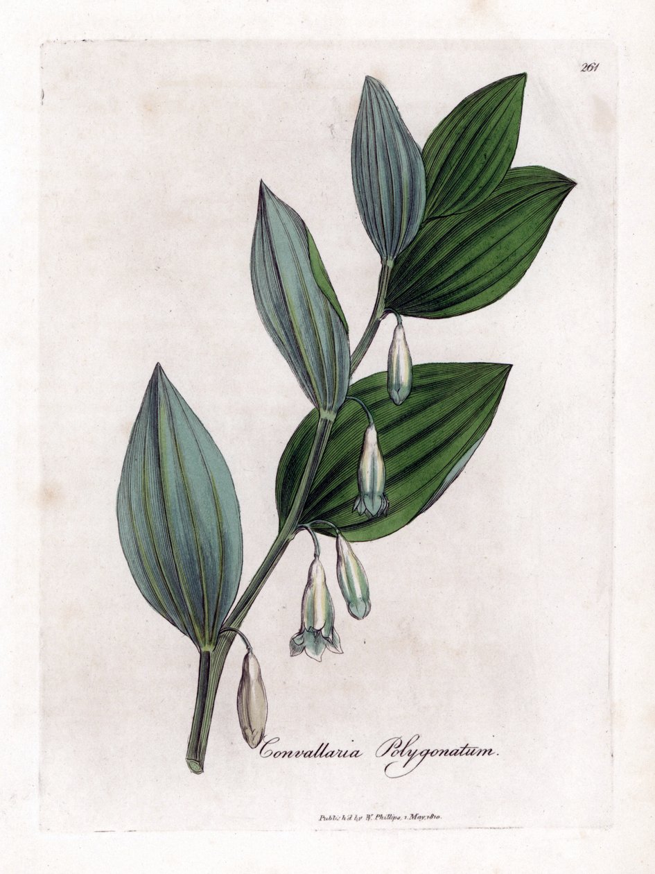 Seal of Solomon Multiflora - Salomons segl, Polygonatum multiflorum. Håndfarvet kobberstik fra en botanisk illustration af James Sowerby fra William Woodville og Sir William Jackson Hookers "" Medical Botany,"" John Bohn, London af James Sowerby