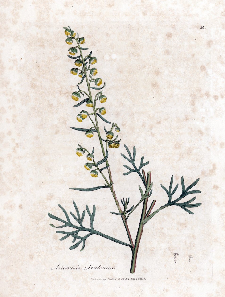 Sædkontra eller semencine eller sagebrush af Judee - Santonica, Artemisia cina. Håndfarvet kobberstik fra en botanisk illustration af James Sowerby fra William Woodville og Sir William Jackson Hookers "" Medical Botany,"" John Bohn, London af James Sowerby