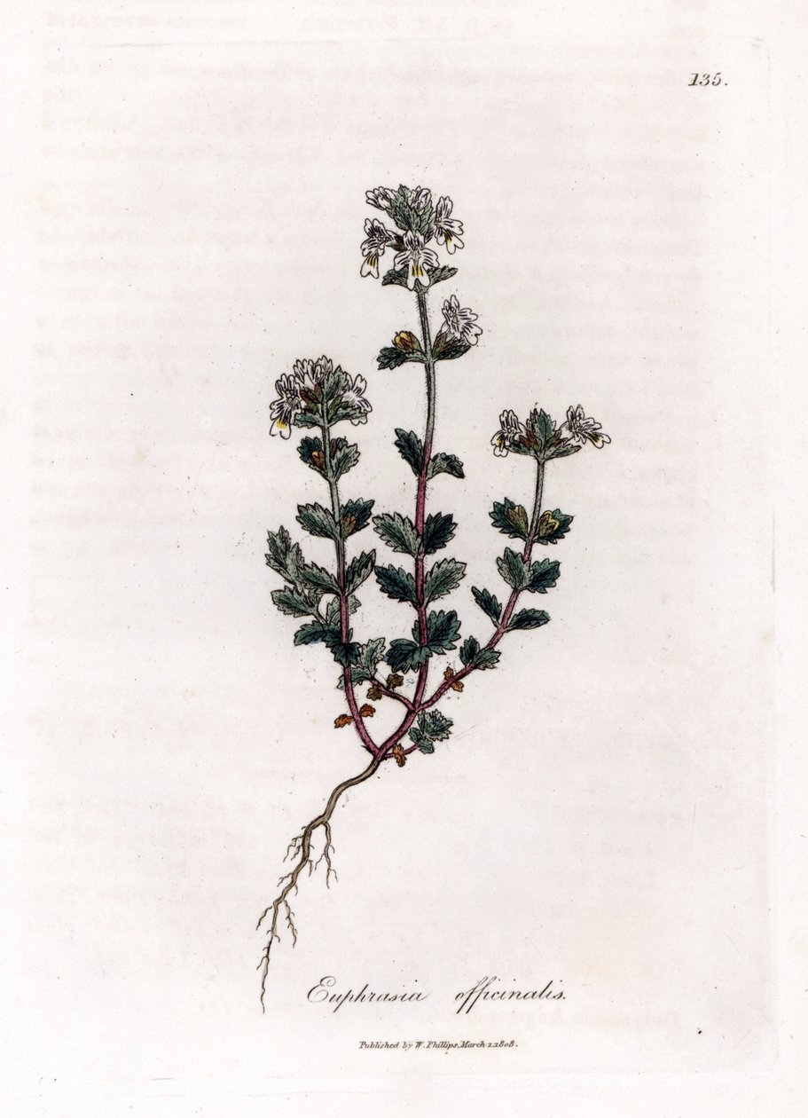 Kortsynet græs - Almindelig øjentrøst, Euphrasia officinalis. Håndfarvet kobberstik fra en botanisk illustration af James Sowerby fra William Woodville og Sir William Jackson Hookers "" Medical Botany,"" John Bohn, London af James Sowerby