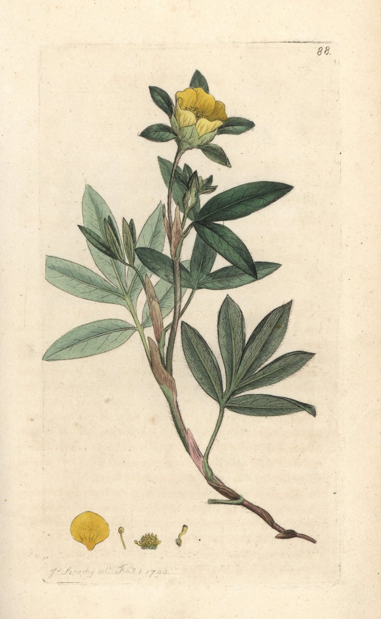 Shrubby cinquefoil, Dasiphora fruticosa eller Potentilla fruticosa (Cinquefoil frutescente ou la cinquefoil shbustive) Håndfarvet kobberstik efter en illustration af James Sowerby fra James Smith
