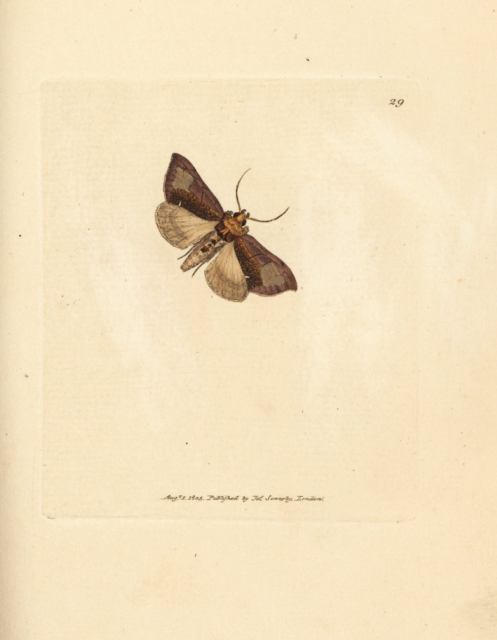 Slanke polerede brassels, Thysanoplusia orichalcea (Yorkshire polerede brassels møl; Phalaena Noctua aerifera). Håndfarvet kobberstik af James Sowerby fra The British Miscellany, eller farvede figurer af nye, sjældne eller lidet kendte dyresukker af James Sowerby