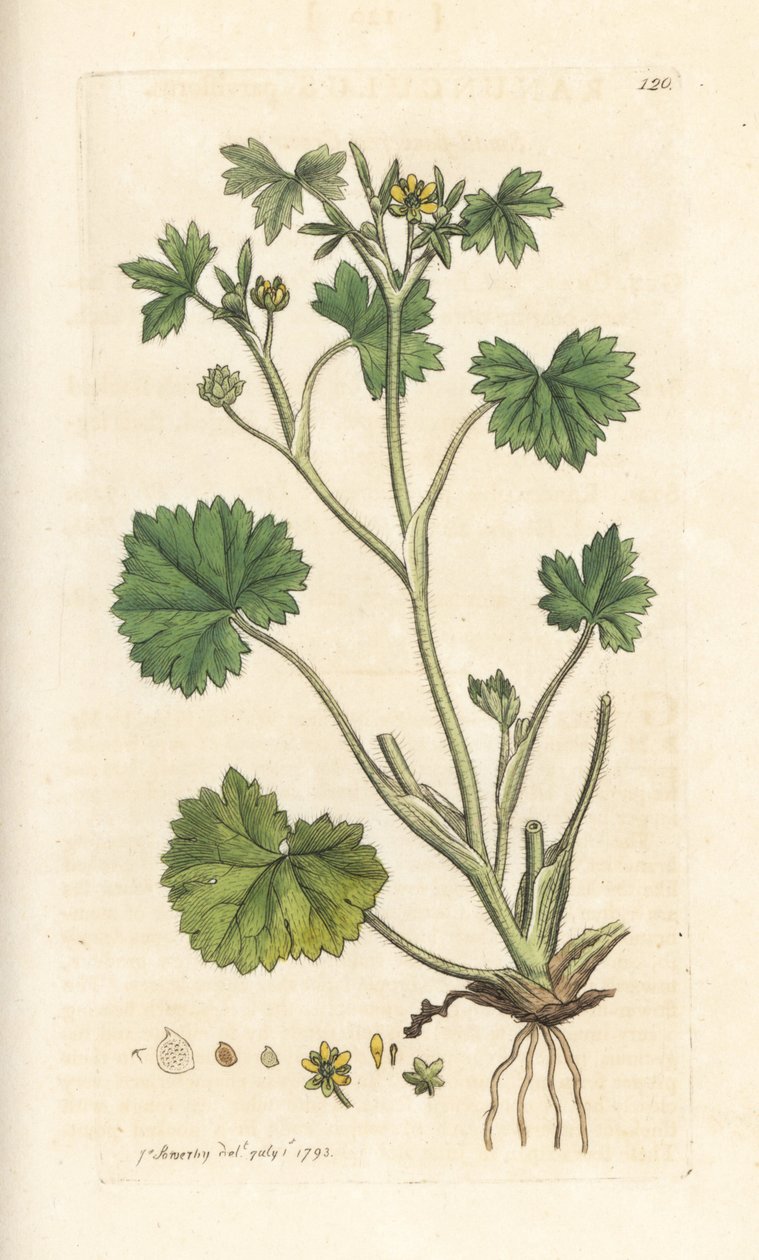 Smørblomst, Ranunculus parviflorus (smørblomst) Håndfarvet kobberstik efter en illustration af James Sowerby fra James Smith