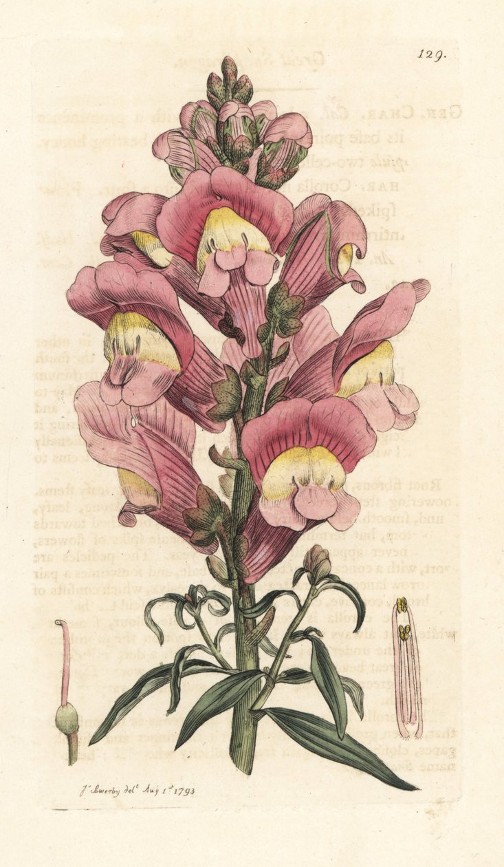 Snapdragon, Antirrhinum majus Håndfarvet kobberstik efter en illustration af James Sowerby fra James Smith