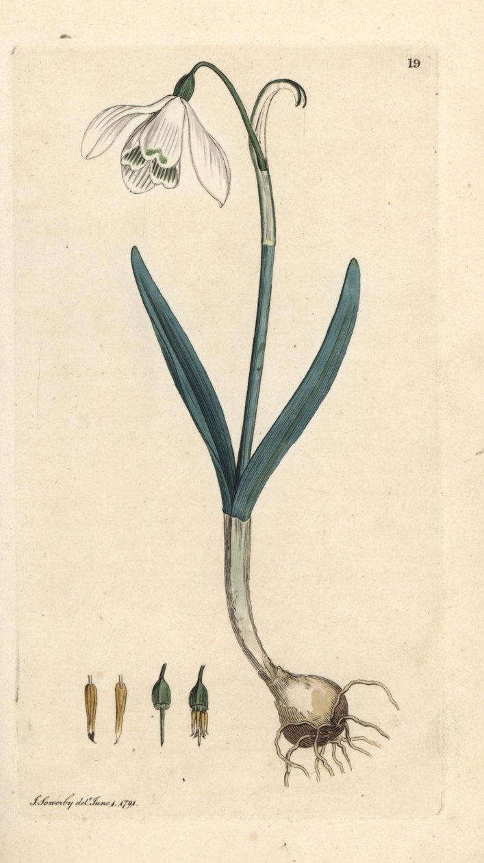 Vintergæk, Galanthus nivalis. Håndfarvet kobberstik efter en illustration af James Sowerby fra James Smith