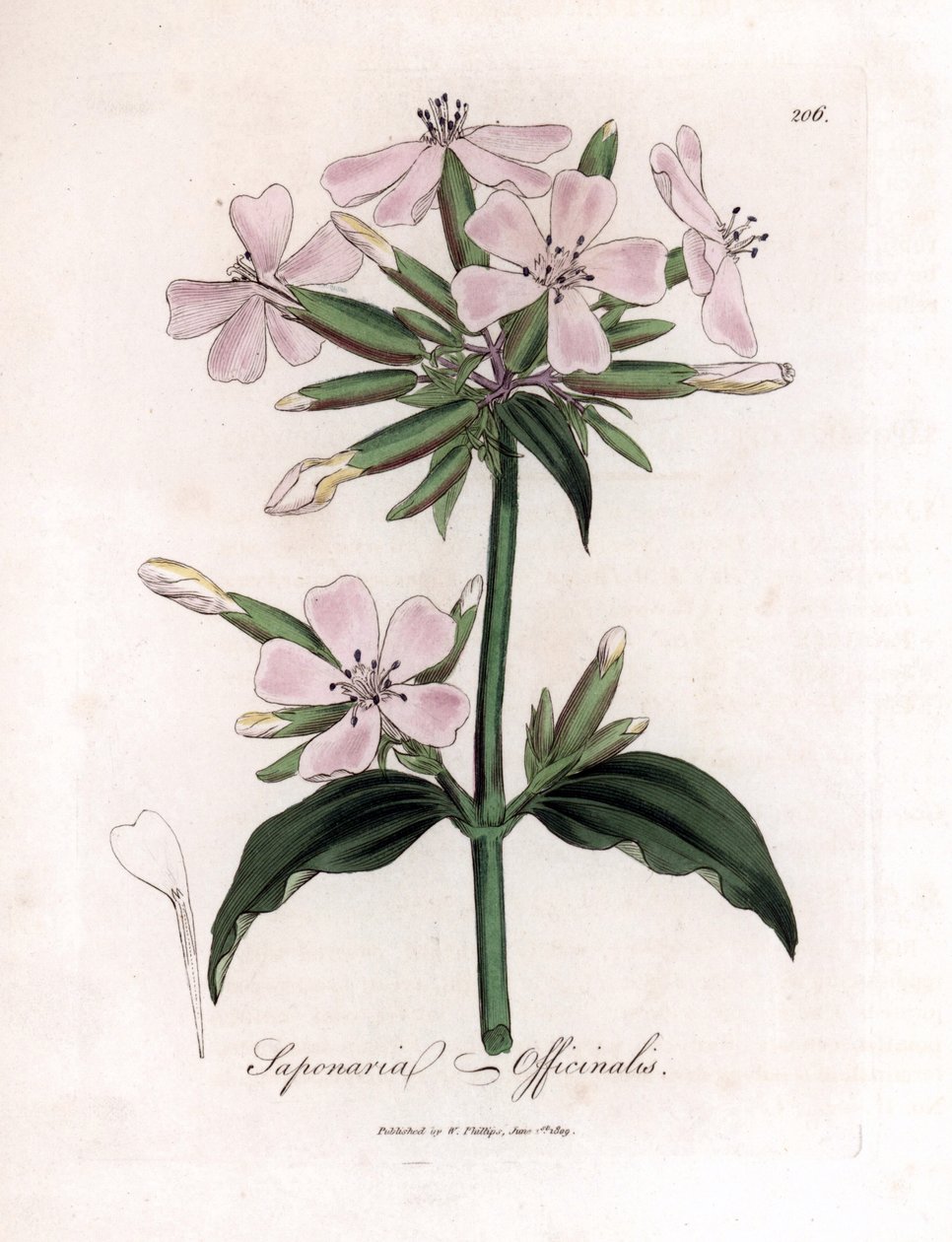Soapwort, Saponaria officinalis. Håndfarvet kobberplade -gravering fra en botanisk illustration af James Sowerby fra William Woodville og Sir William Jackson Hookers "" Medical Botany "," John Bohn, London af James Sowerby