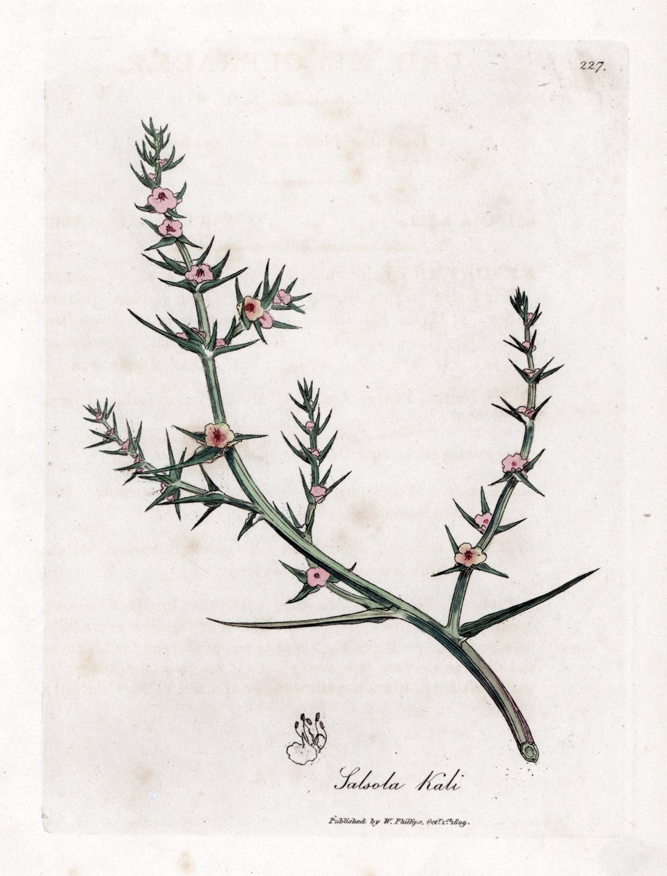 Soda brulee - stikkende salturt, Kali turgida. Håndfarvet kobberstik fra en botanisk illustration af James Sowerby fra William Woodville og Sir William Jackson Hookers "" Medical Botany,"" John Bohn, London af James Sowerby