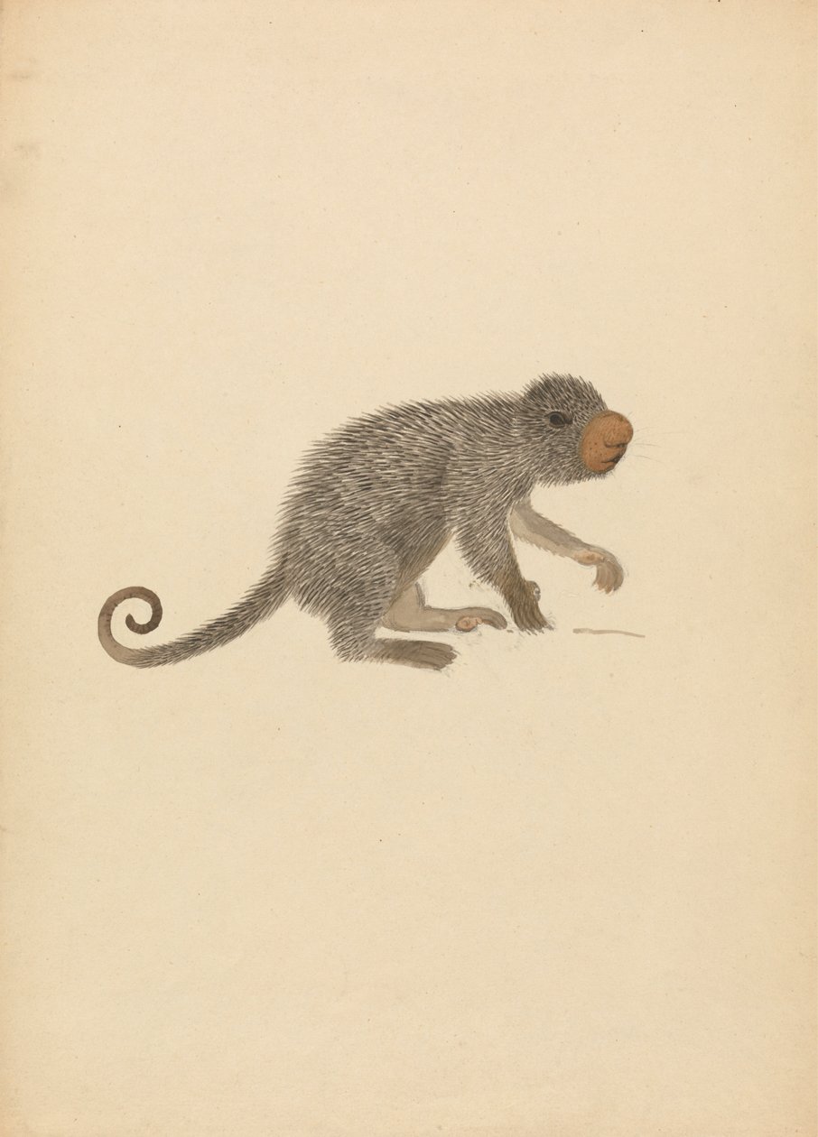 Sydamerikansk Porcupine af James Sowerby
