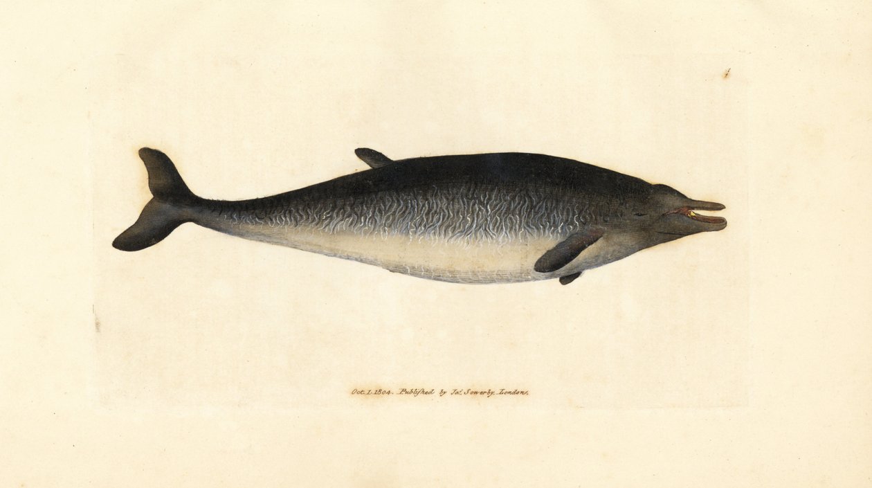 Sowerbys næbhval, Mesoplodon bidens (Physeter bidens, to-tandet kaskelothval). Håndfarvet kobberstik af James Sowerby fra The British Miscellany, eller farvede figurer af nye, sjældne eller lidet kendte dyreemner. af James Sowerby