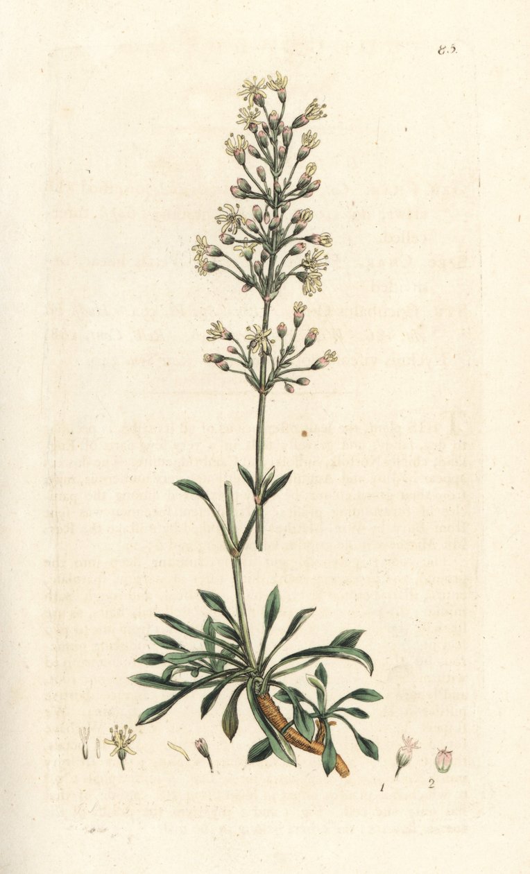 Spansk catchfly, Silene otites (spansk campion, Cucubalus otites) (silene og små blade) Håndfarvet kobberstik efter en illustration af James Sowerby fra James Smith