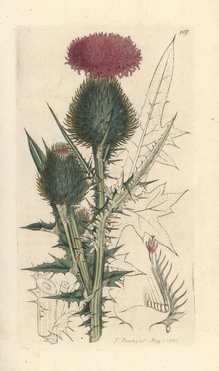 Spydtidsel, Cirsium vulgare (Carduus lanceolatus) (Common Cirse) Håndfarvet kobberstik efter en illustration af James Sowerby fra James Smith
