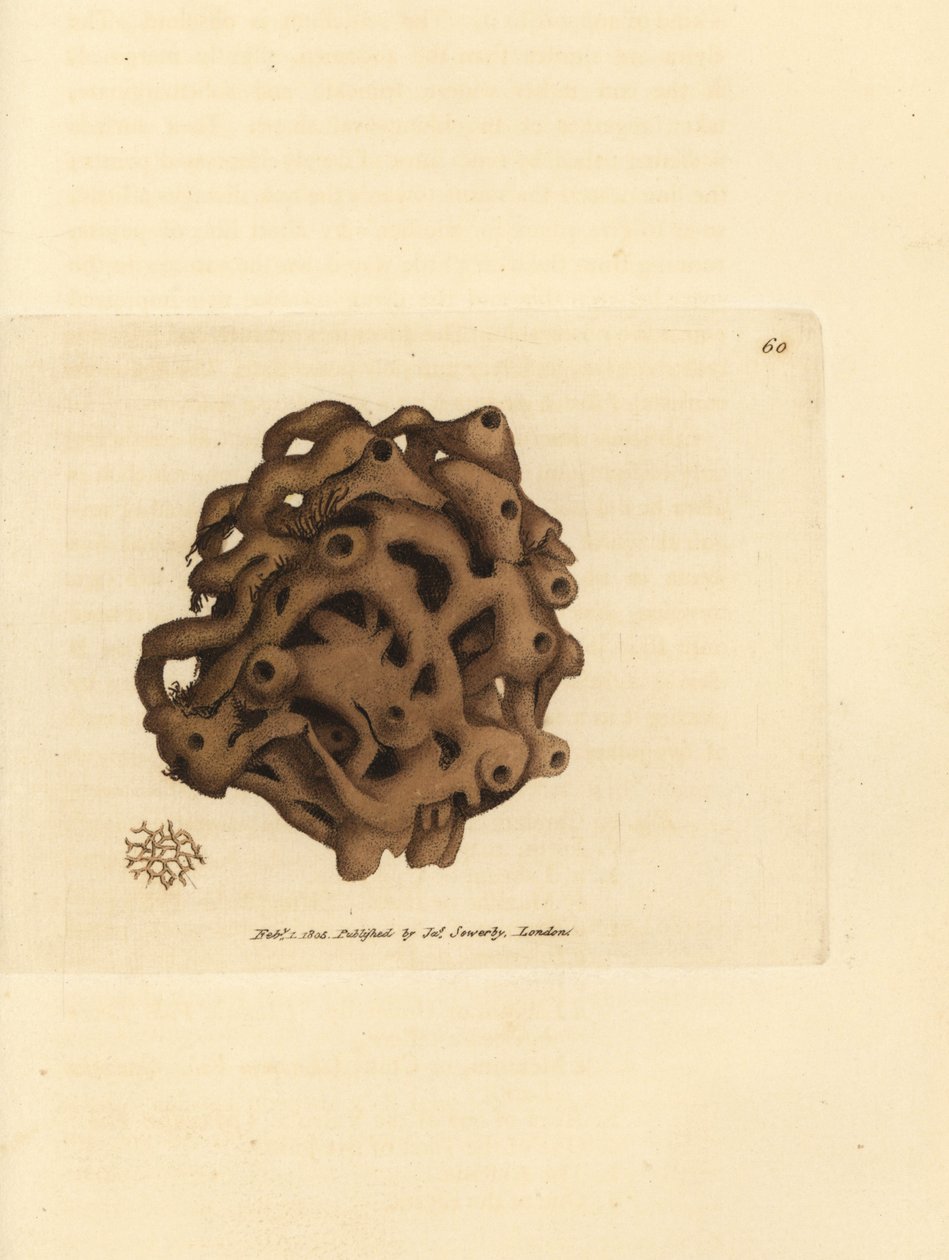 Svamp, Haliclona cinerea (Annulleret svamp, Spongia cancellata). Håndfarvet kobberstik af James Sowerby fra The British Miscellany, eller farvede figurer af nye, sjældne eller lidet kendte dyreemner. af James Sowerby