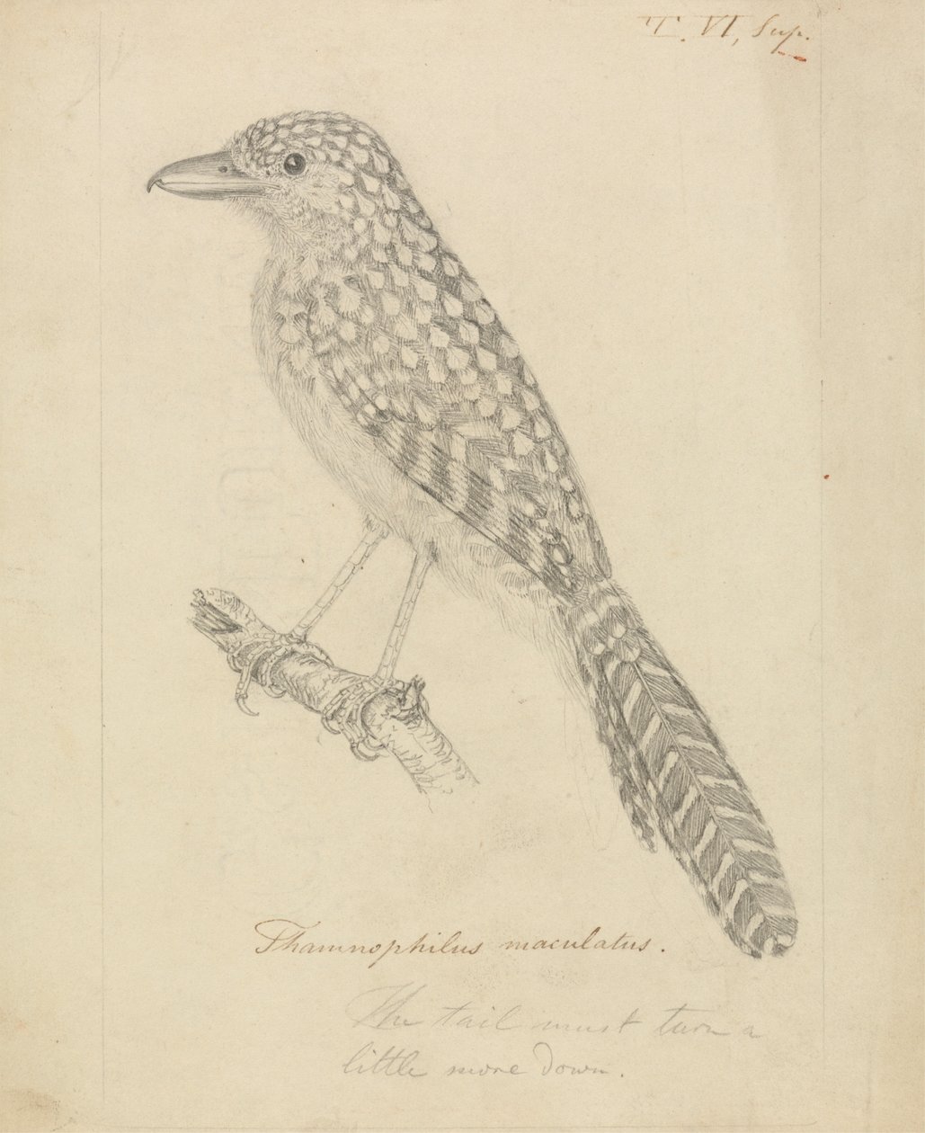 Spot-backed myrefugl af James Sowerby