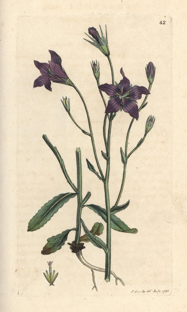 Spredende klokkeblomst, Campanula patula Håndfarvet kobberstik efter en illustration af James Sowerby fra James Smith