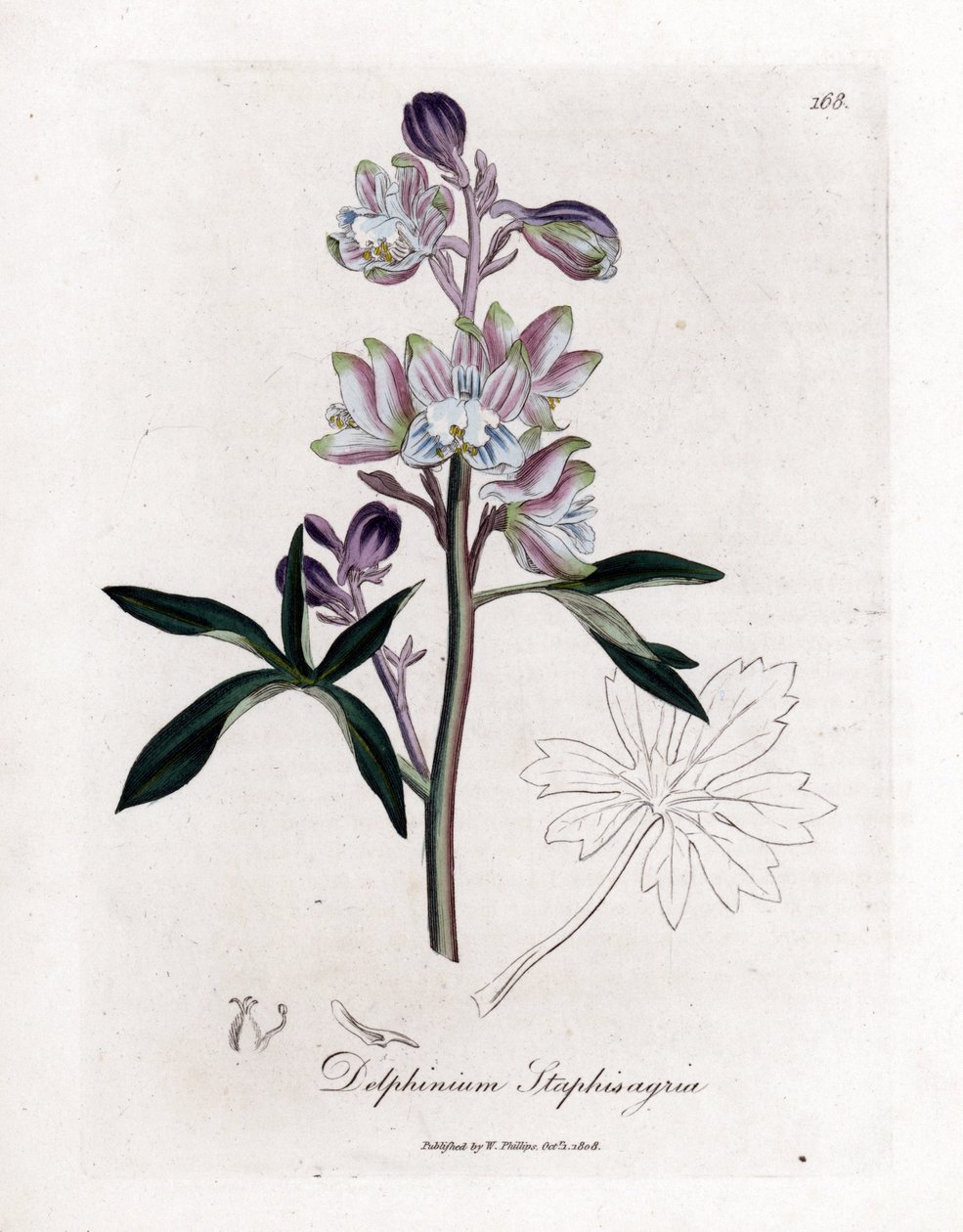 Staphisegar eller græs med lus eller græs med podagra eller vilde druer - Palmeret lærkespore eller staveacre, Delphinium staphisagria. Håndfarvet kobberstik fra en botanisk illustration af James Sowerby fra William Woodville og Sir William Jackson H af James Sowerby