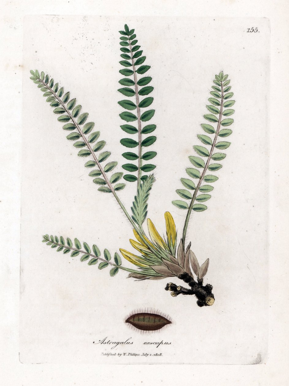 Stemless Astragalus - Stemless milkvetch, Astragalus excapus. Håndfarvet kobberstik fra en botanisk illustration af James Sowerby fra William Woodville og Sir William Jackson Hookers "" Medical Botany,"" John Bohn, London af James Sowerby