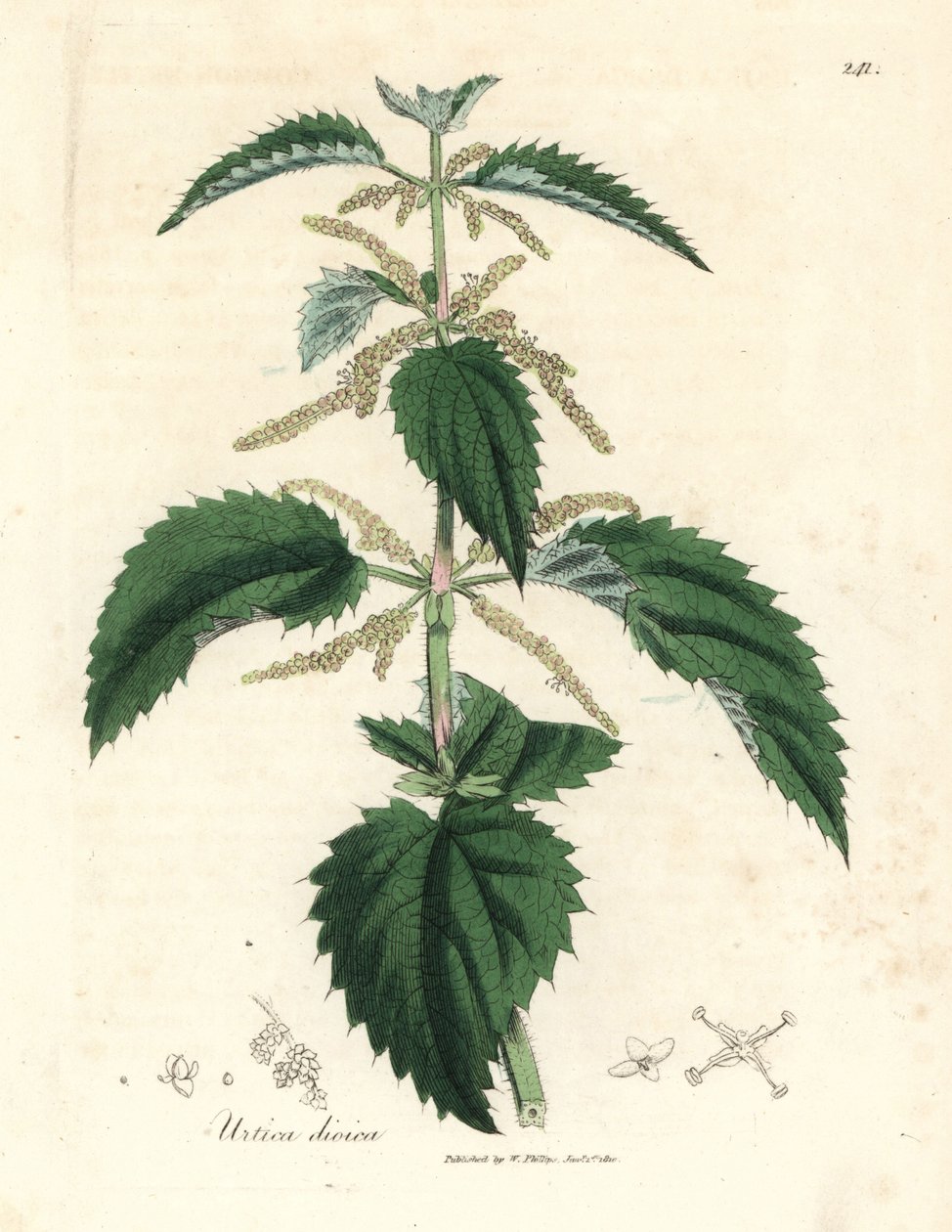Brændenælde, Urtica dioica af James Sowerby