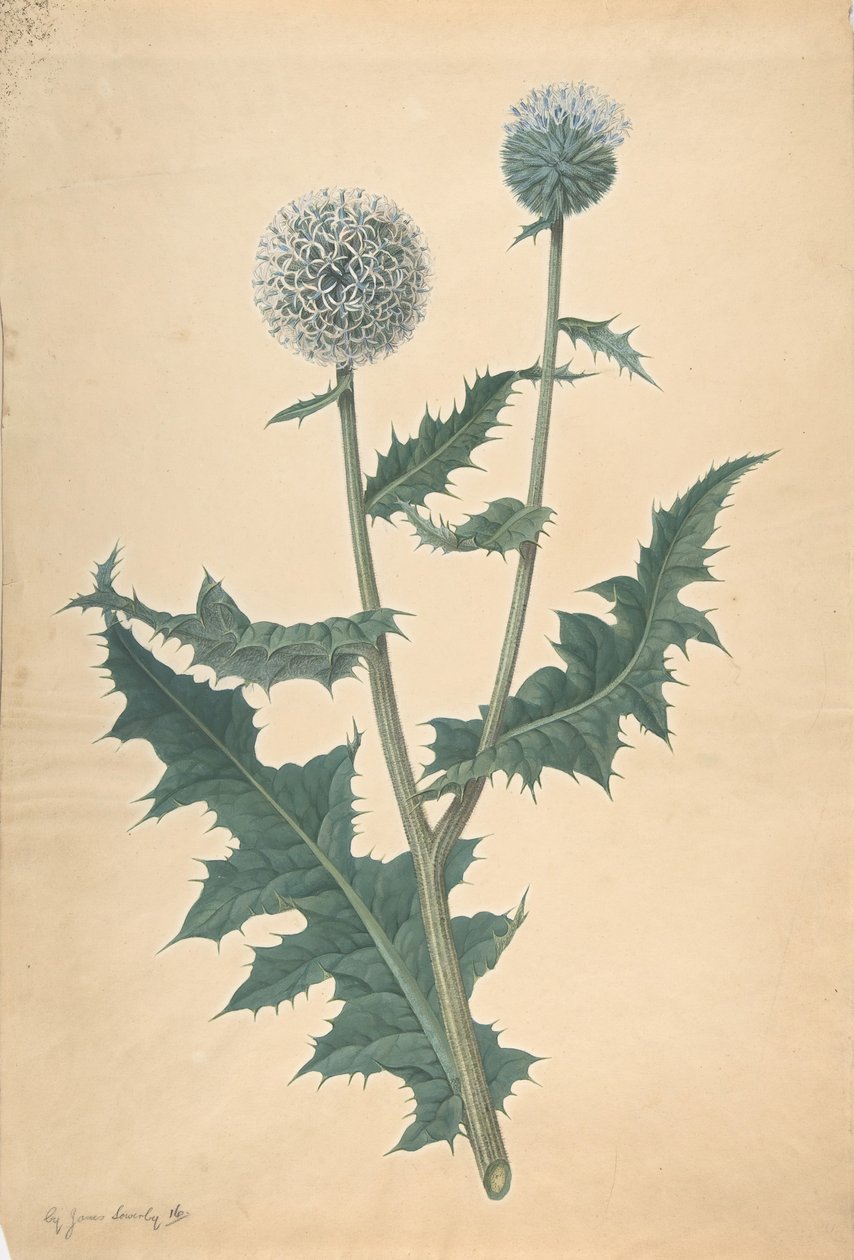 Studie af en tidsel, før 1822. af James Sowerby