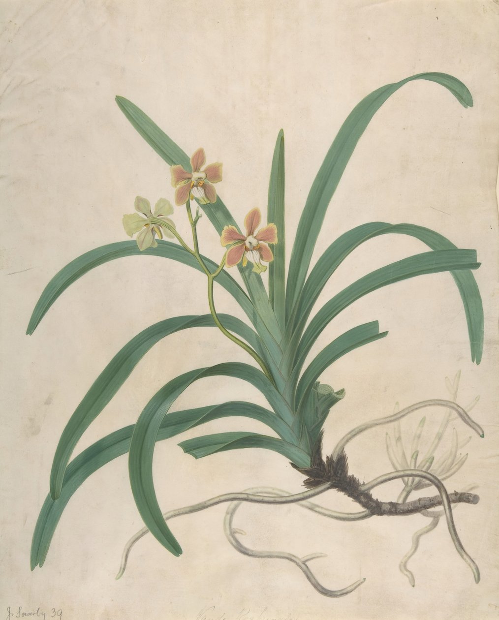 Undersøgelse af en orkidé, Vanda Roxburgia, før 1822. af James Sowerby