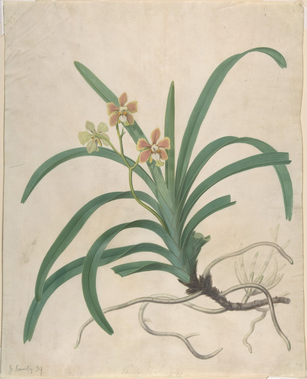 Studie af en orkidé, «Vanda Roxburgia» af James Sowerby