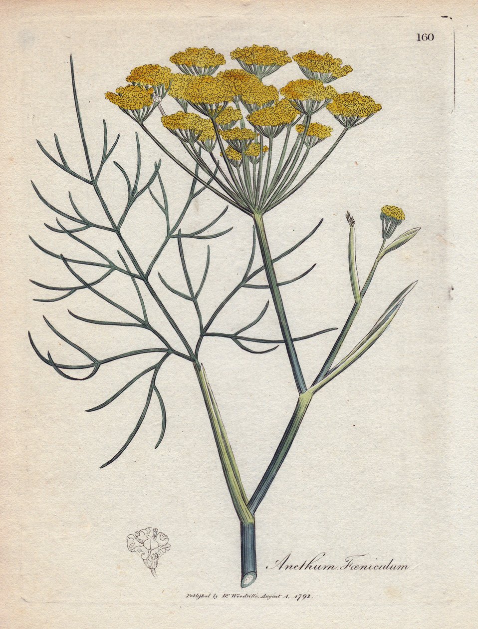 Sød fennikel (eller Provence fennikel). Håndfarvet kobberstik fra en tegning af James Sowerby (1757-1822), i Botanique Medicinale af James Sowerby
