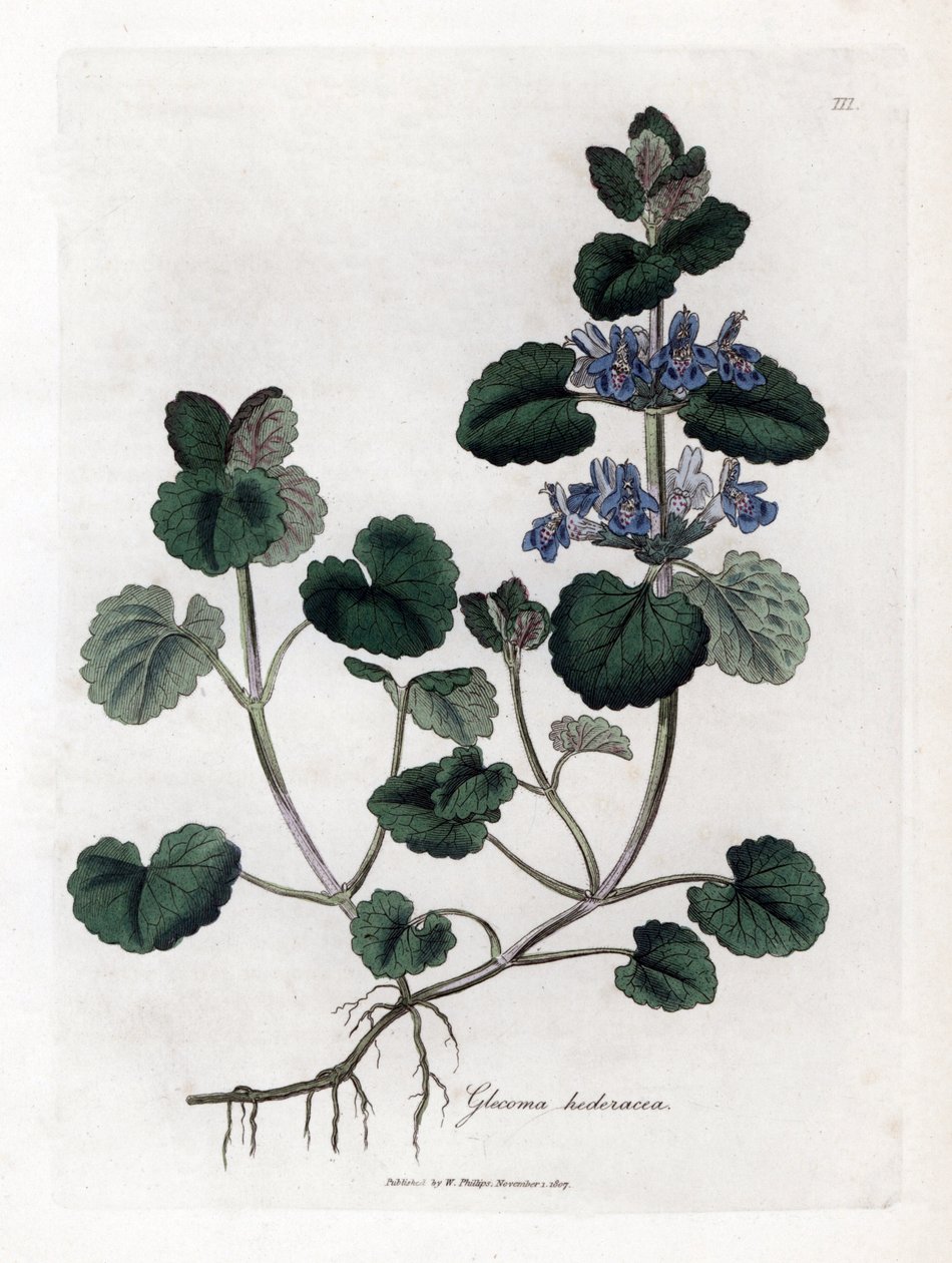 Terrestrisk vedbend - Jordvedbend, Glecoma hederacea. Håndfarvet kobberstik fra en botanisk illustration af James Sowerby fra William Woodville og Sir William Jackson Hookers "" Medical Botany,"" John Bohn, London af James Sowerby