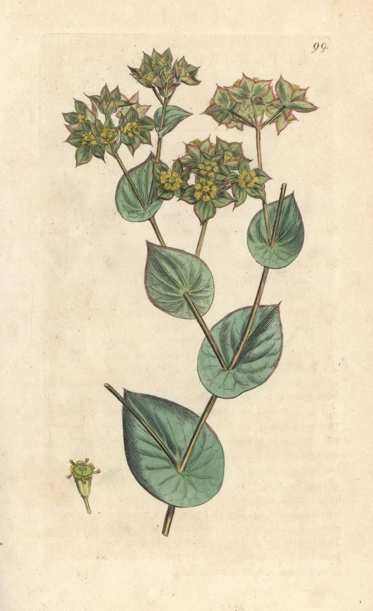 Kastevoks, Bupleurum rotundifolium. Håndfarvet kobberstik efter en illustration af James Sowerby fra James Smith