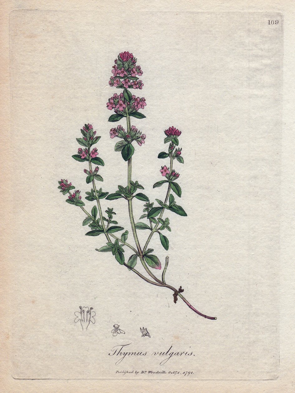 Timian (Thymus vulgaris). Håndfarvet kobberstik fra en illustration af James Sowerby. Uddrag fra William Woodvilles og Sir William Jackson Hookers bog "" Botanique medicinale"" 1832. Den utrættelige Sowerby (1757-1822) trak mere end 2500 pl. af James Sowerby