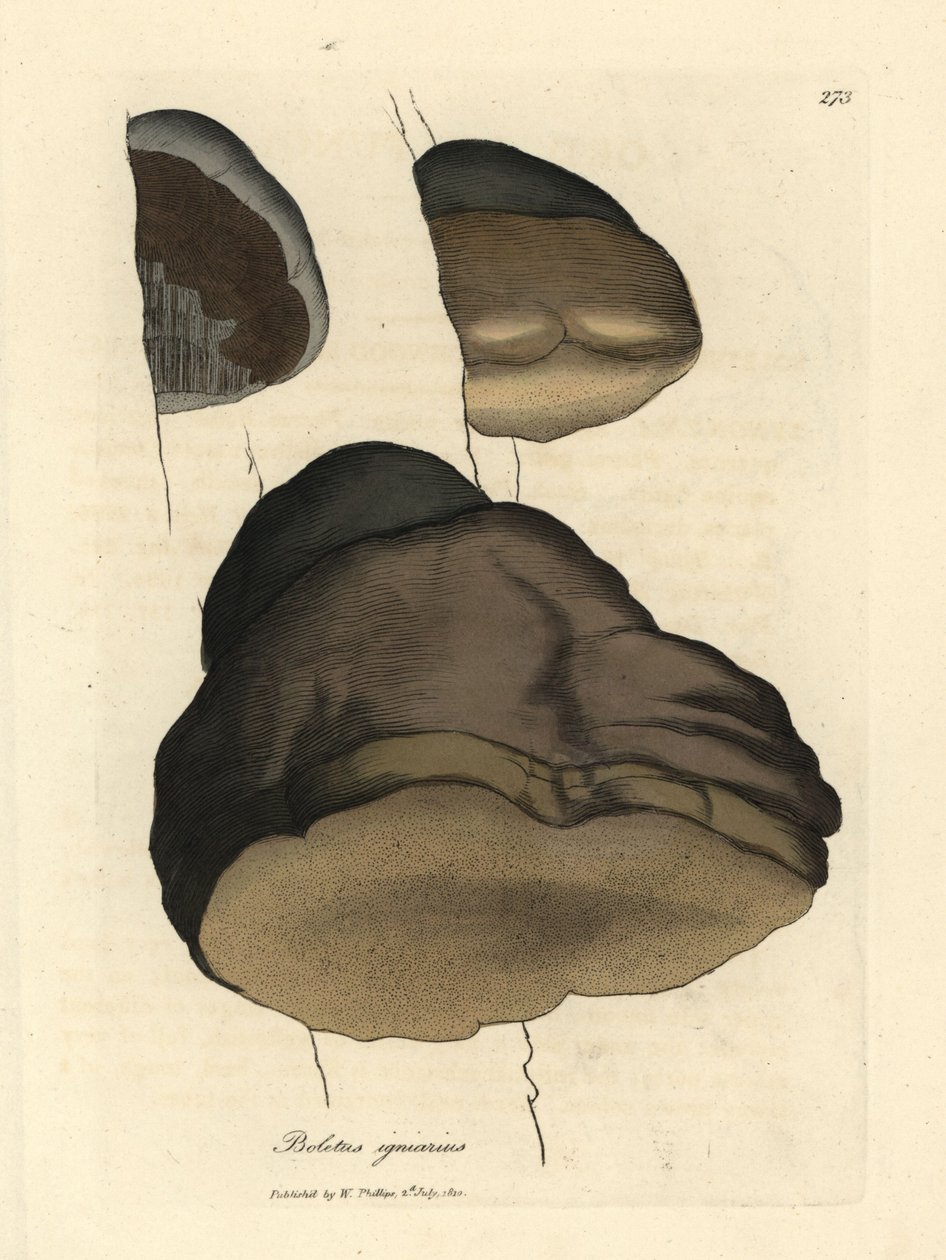 Touchwood boletus eller agaric champignon, Boletus igniarius af James Sowerby